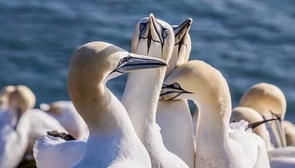 Kaiyun(中国)开云-法甲焦点战，精彩配合和精彩进球展示球队实力，法甲集锦