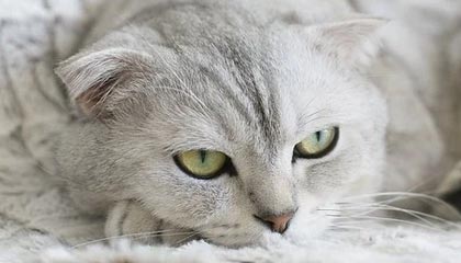 Kaiyun(中国)开云-法甲焦点战，精彩配合和精彩进球展示球队实力，法甲集锦