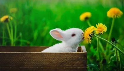 Kaiyun(中国)开云-法甲焦点战，精彩配合和精彩进球展示球队实力，法甲集锦